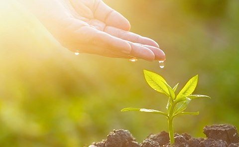 Hand watering a sprouting tree. Environment